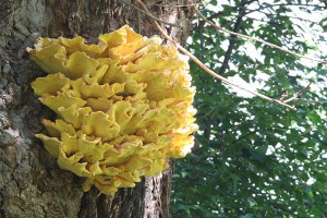 laetiporus-sulphureus.jpg